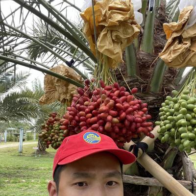 Chà là đỏ Konaizi - Rana